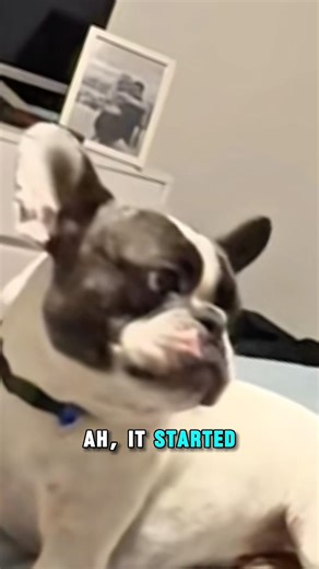 This Dog Really Wants You to Understand 😅🐶 (P1: Dog Try To Talk) #puppylove #funny #pets