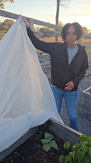 14 shares | Growing GREEN BEANS in NOVEMBER! Our plants are still thriving thanks to frost cloths. The low overnight temps, 30's, burned some of our leaves, so I cover them, especially at night to keep them alive. They're still producing lots of flowers & green beans! #raisedbedfarming #raisedbeds #farmlife #gardening #farm #farmer #greenbeans #coldweather | A & S Farm | Facebook