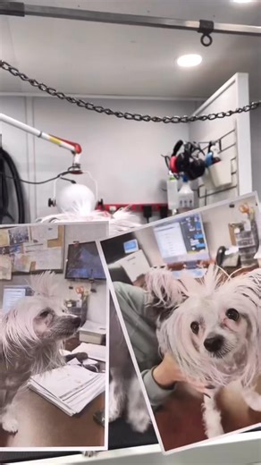 Here at Perfect Paws Grooming Shop our groomers are professionals at turning your pets into royalty 👑🐾💜 For more information check out our website at: http://www.petsperfectpaws.com Or call/text us at: 204-228-3123 | Perfect Paws