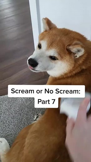 Shiba Inu Scream Reactions: Part 7