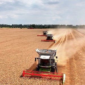Multiple claas lexion combines working together in the golden wheat fields🚜✨ #HarvestSeason #ClaasLexion #FarmingLife #WheatHarvest #CombinePower | Big Machines