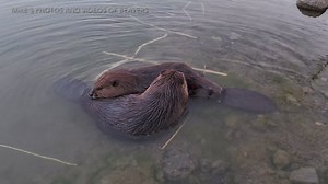 This video shares an amazing experience I had last fall when two beavers stopped quite near where I was standing and went about grooming each other’s fur. It’s extremely special to be able to witness beavers doing this behaviour up close. Enjoy! #beavers #WildlifeWednesday #beaver #wildlifephotography | Mike’s photos and videos of beavers