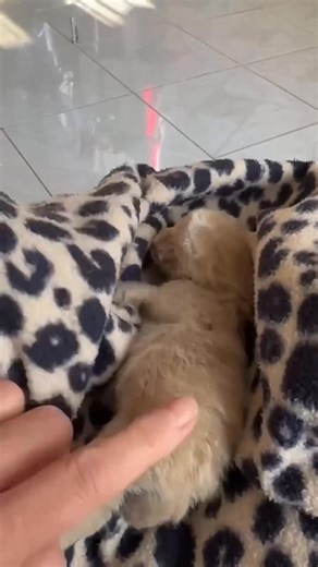 10K views · 693 reactions | She has made it through the night  She is not too happy about having to wait for a feed though. Dr Patricia has noted that she is slightly anaemic which makes sense due to the loss of blood. She will continue tube feeds until her mouth is better but she is showing signs of suckling  Thank you to everyone that has shown such great support for her Will continue with updates Your MKC team ❤️  | The Mini Kitty Commune | Facebook