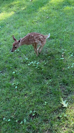 2.6M views · 3.1K reactions | Recapping some of our most popular videos of 2023, this was one of Belle’s babies doing a rub -urination, rubbing its tarsal glands together. Bucks and does do this as a socialization/scent marking behavior #trails #hiking #Cats #Dogs #HikingWithCats #ASMR #Animals #GoldenRetrievers #HikingWithDogs #deer #Nature #thedodo #funny #asmrsounds #asmrfood | Brown Hiking Trails | Facebook