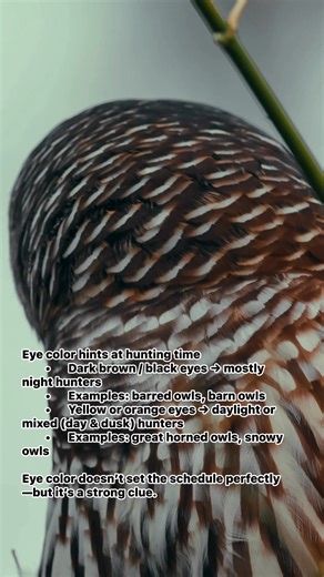 Eye color hints at hunting time • Dark brown / black eyes → mostly night hunters • Examples: barred owls, barn owls • Yellow or orange eyes → daylight or mixed (day & dusk) hunters • Examples: great horned owls, snowy owls Eye color doesn’t set the schedule perfectly—but it’s a strong clue. | Kyle Underwood photography