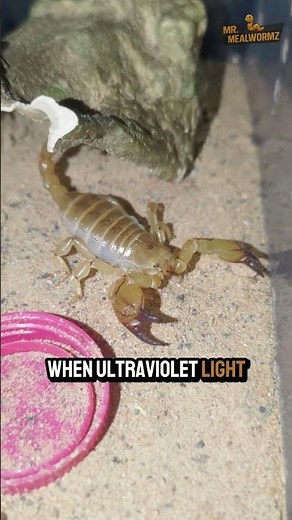 Scorpion Turns NEON Under UV!