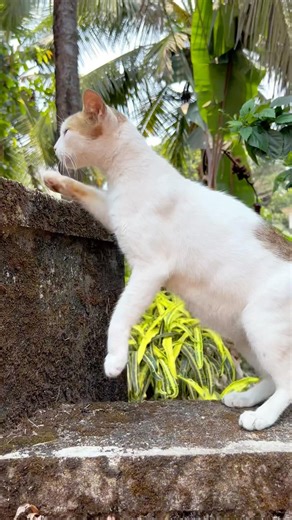 Wait for the loudest MEOW at the end! 😱 | Cat meowing | Cat sound | Cat voice | Cat videos | Cat