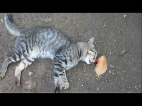 Cat die in road accident ESK TV