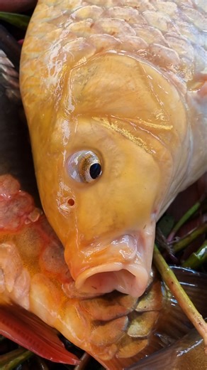 14K views · 69 reactions | I heard a fish calling, but it sounded like a bird calling. #reels | Fishing BD Fast Tv | Facebook