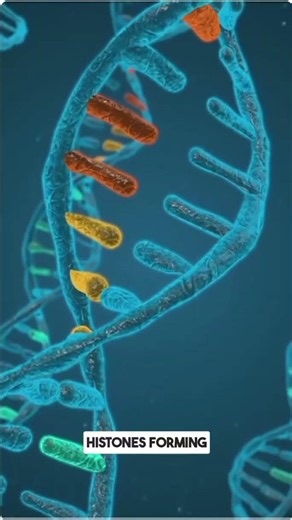 The Structure of Chromosomes | Quick Science Explainer