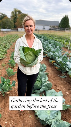 The South dipped below freezing last night, so we spent the afternoon harvesting everything we could — 25 heads of cabbage (yes, 25!), the last of our summer tomatoes, what beets were ready, broccoli, and purple hull and pinkeye peas. 🥬🍅 The only thing we left behind? The collards — because every Southern girl knows they just get better with a kiss of frost. ❄️ It’s been a few weeks since I’ve shared a food reel while I’ve been resting and healing after surgery, but I’m finally feeling more li