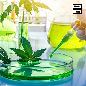 Another cannabis breakthrough: Scientists killed cancer cells in a lab using this compound | NowThis Weed