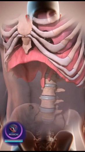 276K views · 4.4K reactions | How Your Lungs Breathe: The Amazing Role of the Diaphragm and Rib Movement. #HowLungsBreathe #DiaphragmFunction #RibMovement #RespiratorySystem #LungHealth #BreathingScience #HumanAnatomy #MedicalAnimation #LearnBiology #HealthyLungs | Medical Animation Media | Facebook