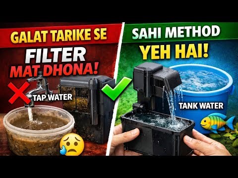 Aquarium Filter Cleaning Step by Step 🐠 | Easy & Safe Method