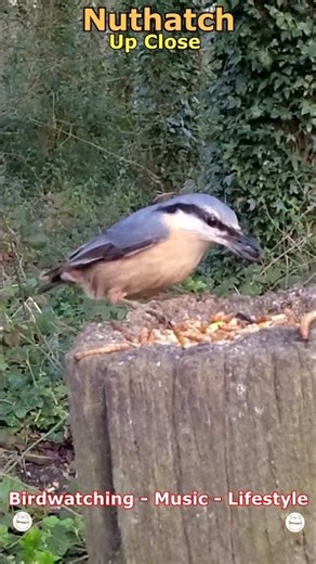 The Nuthatch - Up Close | Bradley Woods, Grimsby, UK Wildlife #shorts