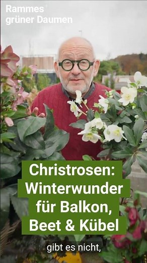 Christrosen – Winterwunder für Balkon, Beet & Kübel #garten #garden #gartengestaltung #winterfest