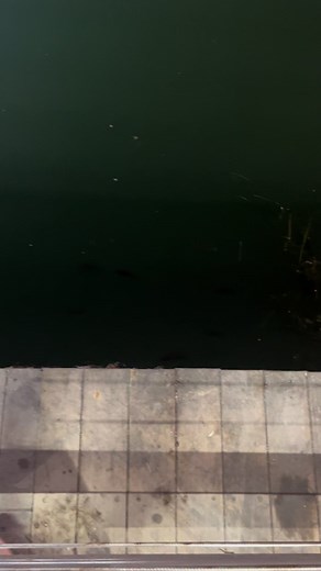 グリ下の魚たん食べんな