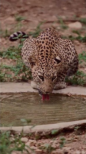 Runaway #music #explore #lifeisbutadream #viral #wildlife #nature #cat