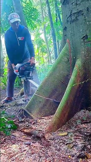 The process of cutting the base of the kapok tree. #shorts