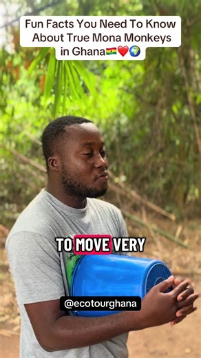Visit the Tafi Atome Monkey Sanctuary in Ghana