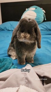 Knock Knock ... 📆👀🐰🛼 Happy Friday! _______________________________________ 📷 IG: Bluberrythebun 💖 📦 Making the world a little brighter and happier for bunnies 🐰 🧑‍💻Visit our website for more information | Happy Bunny Club