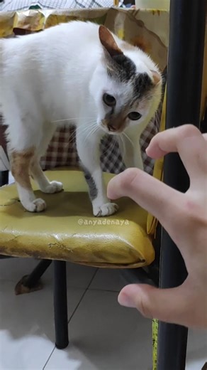 di atas kursi pun tetap gila #kucing #videokucinglucu #cat #funnycatvideo #catsoftiktok kucing video kucing lucu