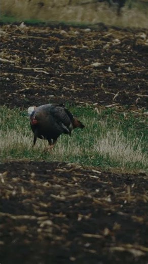 ON A ROPE #BEEREAL #SHORTS #TURKEY #HUNTING