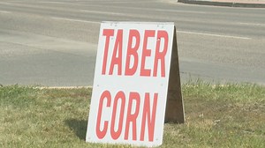 Taber corn: First ears of the season popping up at stands