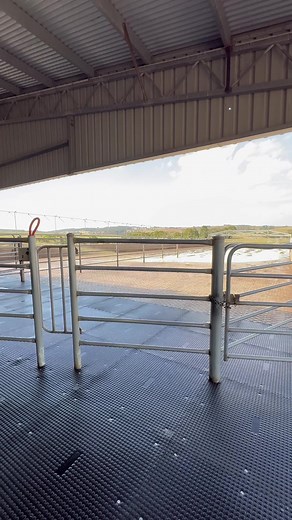 Maintaining a Clean Cow Shed: Essential Tips for Dairy Farmers