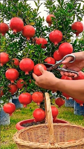 New technique for growing pomegranate trees from seeds to produce fruit quickly #garden #fruit #diy