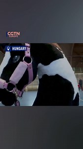 125K views · 49 reactions | Hobby horsing is a playful sport where participants ride stick horses, mimicking real horseback riding movements and techniques. Over a hundred participants took part in a recent hobby horse tournament in Tiszafured, Hungary. Riders of all ages showcased their skills in various events, from dressage to racing. #HobbyHorse #HobbyHorsing #Hungary #Equestrian #Sports #Tiszafured #Riding | CGTNEurope | Facebook