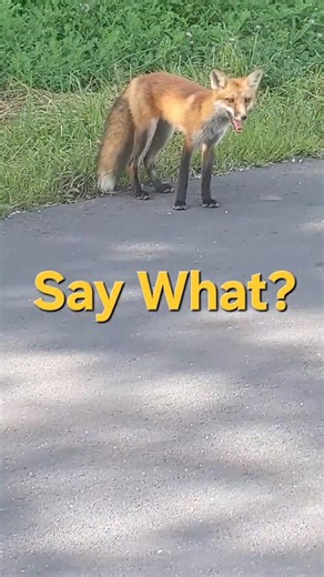 What Does the Fox Say? 🦊 A Close Encounter with a Wild Red Fox