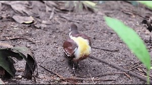 Cinnamon Ground Dove Gallicolumba Rufigula 4k Stock Footage Video (100% Royalty-free) 3574420023 | Shutterstock
