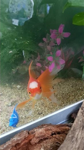 🌊 Mesmerizing Fish Calm 🧡🐟🌊 Calma hipnótica del pez 🧡🐟