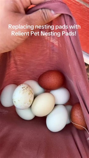 Discover the Best Nesting Pads for Your Chickens