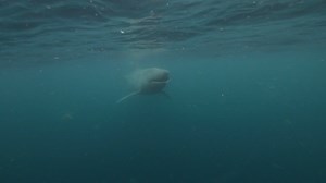 Take a moment to admire the awesome basking shark! The basking shark is the second largest fish in our oceans and despite its size feeds on plankton. We're so lucky that they can be regularly spotted around the west coast of Scotland. 🦈 | WWF Scotland