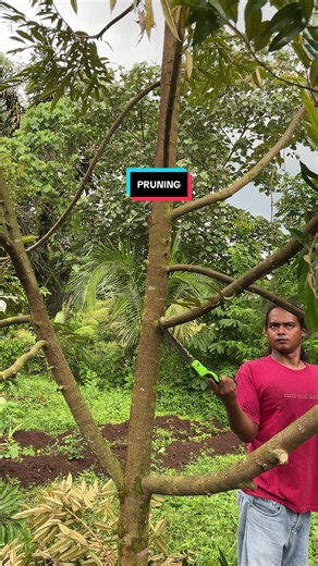 Pruning Cabang Durian agar Tumbuh Sehat