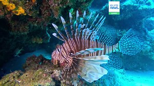 Can this venomous fish become a Greek delicacy? Environmental NGOs hope so