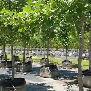 2.7K views · 61 reactions | ALAMO SICOMORO / SYCAMORE (Platanus...