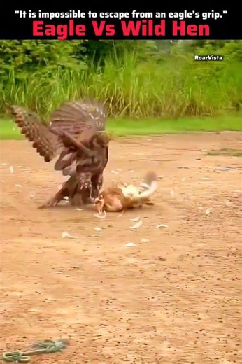 Eagle Vs Wild Hen #eagle #hen #attack #wildlife #animals