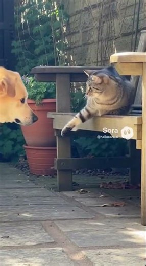 Cat Slaps Dog… Dog Is Not Having It 😂🐱🐶