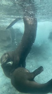 Just a couple of otters playing together. You're welcome. 😍 Endangered giant otters are known to be playful animals. They wrestle, slide, and swim together. They even sometimes play with their food. #Otter #GiantOtter #CuteAnimal | Los Angeles Zoo