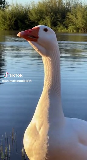 The Honking Goose by the Pond: Nature's Symphony