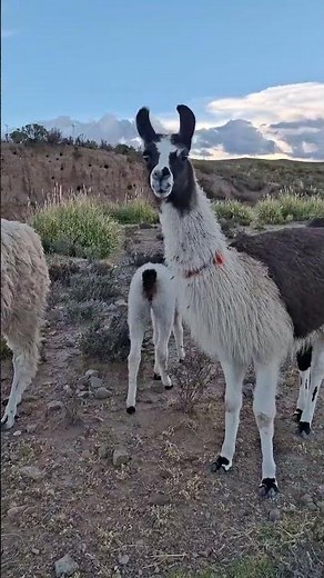 Lo que NO sabías de las alpacas andinas #fauna #perú #curiosidades