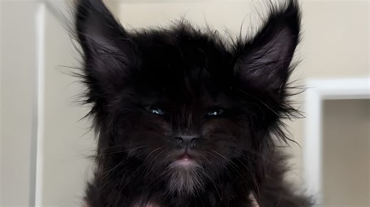 Maine Coon Kitten Thinks His Meow Is Threatening But It's Actually 'Cuteness Overload' - Cuteness