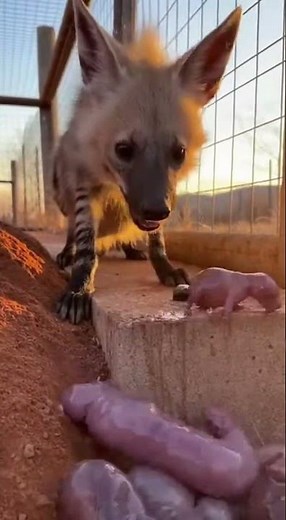 Wild Animal Giving Birth & Protecting Newborn Babies | Amazing Wildlife Moment” #pregancy #shorts