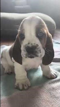 Sweet Basset Hound Puppy Tries to Howl 'Ferociously'