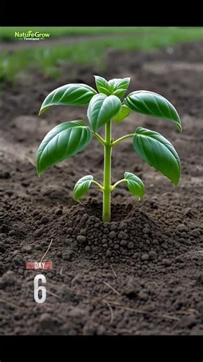 Basil Plant Growth Timelapse | Leaf to Flower in 30 Seconds | nature grow time lapse