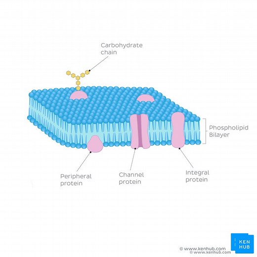 Cellular organelles