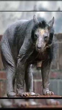 😱 Animals Without Fur 🐾❌ #shorts